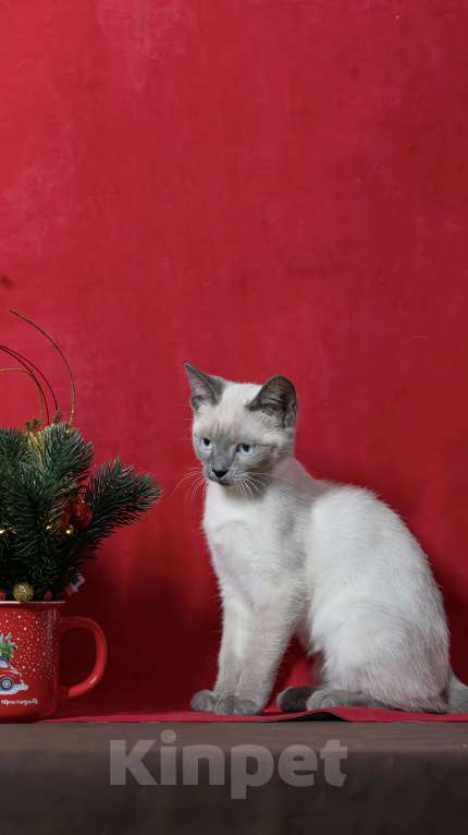 Кошки в Москве: Красивая голубоглазая f1 девон рекс Девочка, 25 000 руб. - фото 4