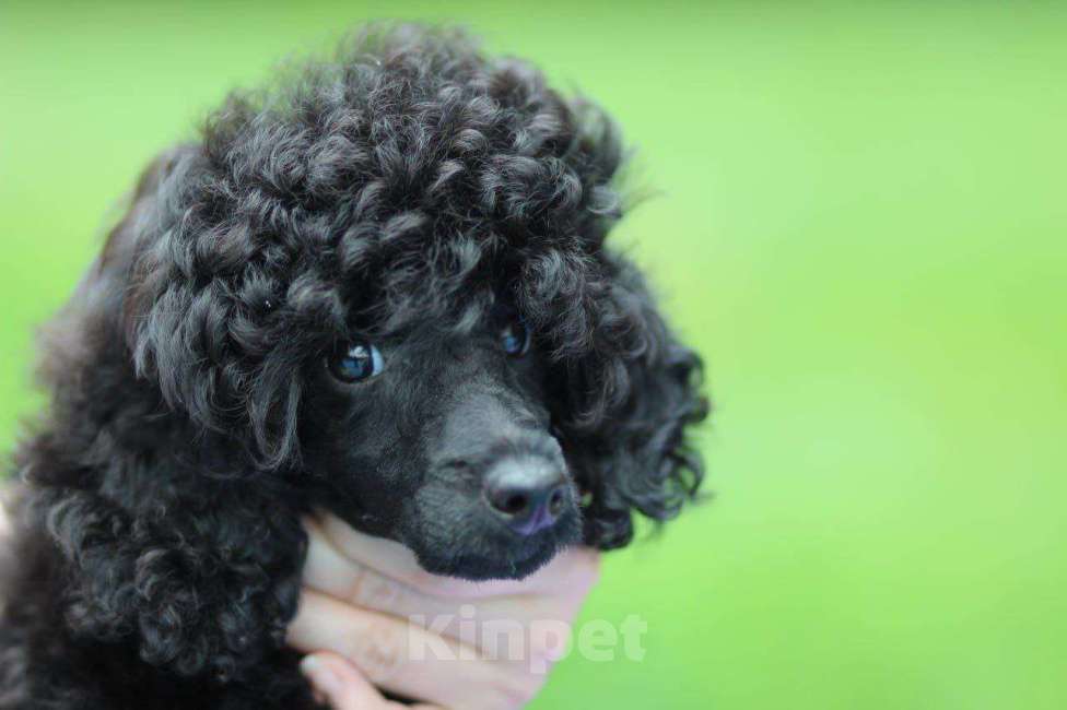 Собаки в Москве: Щенки пудели, 2 очаровательных мальчика Мальчик, Бесплатно - фото 4