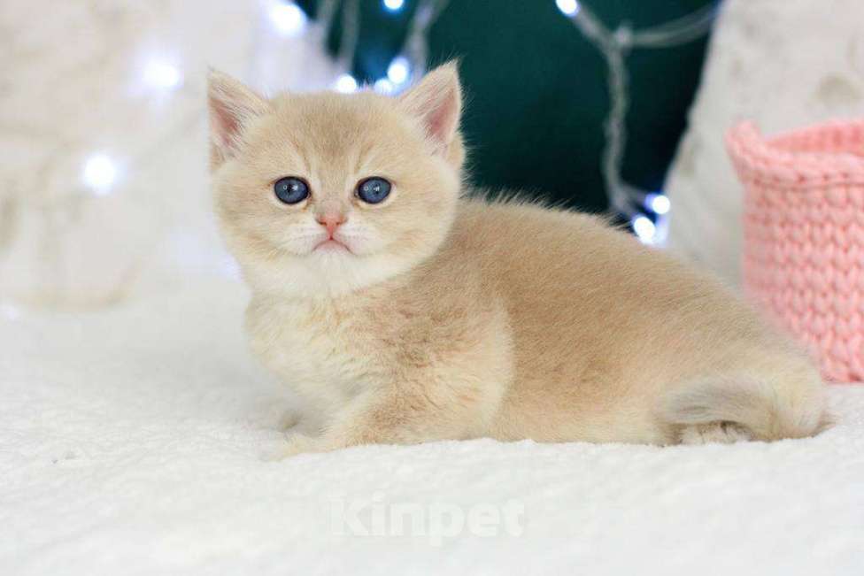 Кошки в Москве: Британская девочка Умница Девочка, 70 000 руб. - фото 7