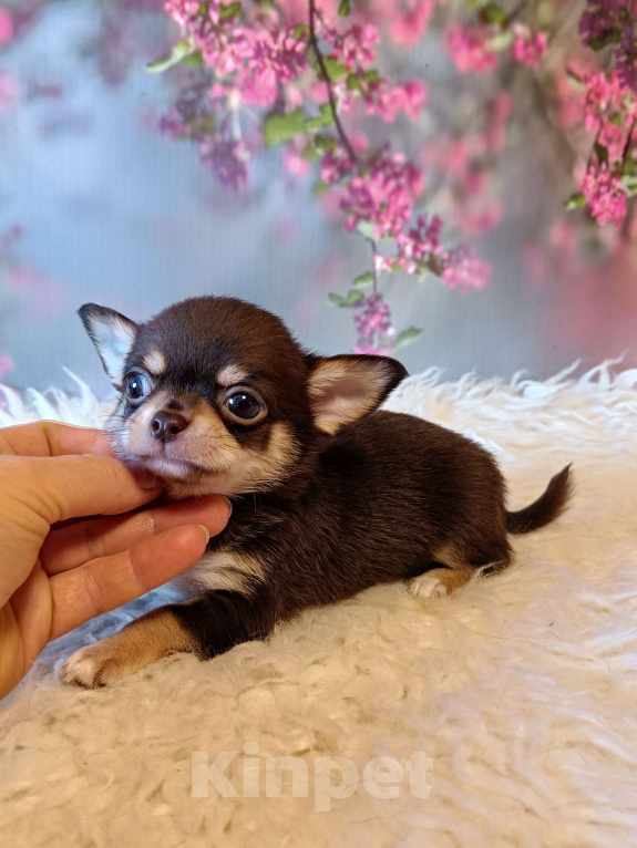 Собаки в Москве: Шоколадный мини мальчик Мальчик, 45 000 руб. - фото 1