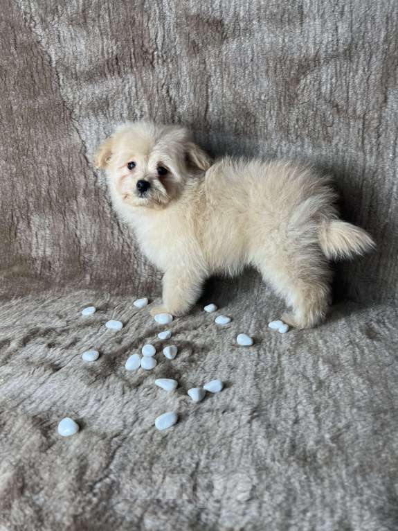 Собаки в Москве: Помапу девочка кремовая  Девочка, 35 000 руб. - фото 6