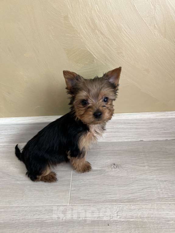Собаки в Геленджике: Йоркширский терьер мини Мальчик, 18 000 руб. - фото 7
