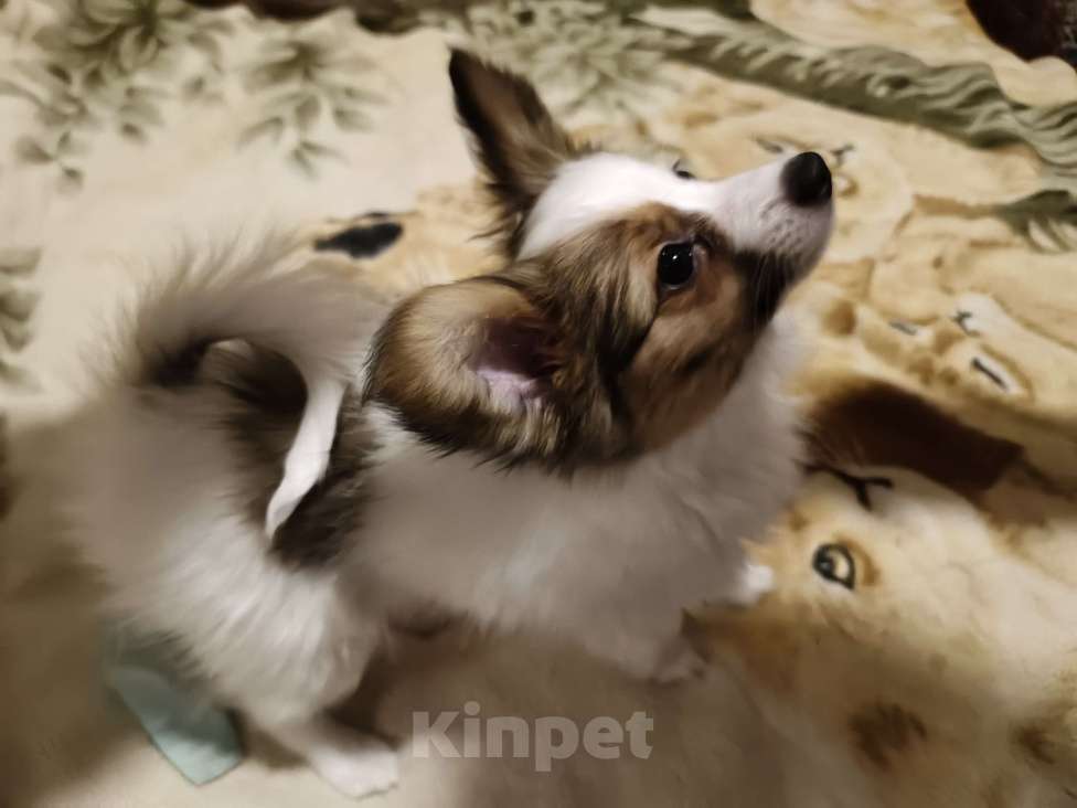 Собаки в Приморско-Ахтарске: Мальчик папийон Мальчик, 20 000 руб. - фото 4