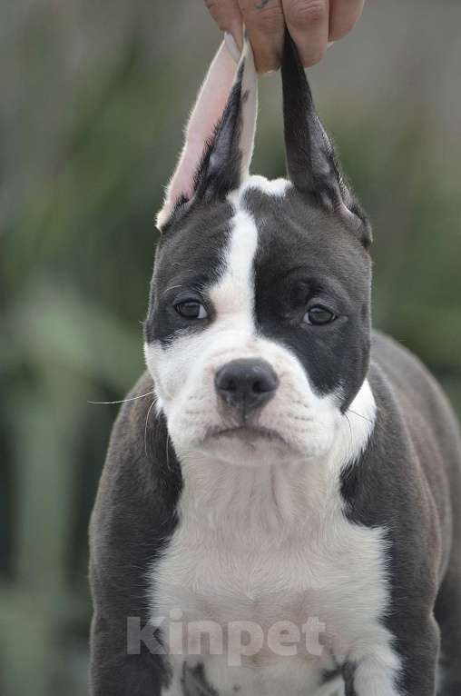 Собаки в Краснодаре: Кобель ам стаффа РКФ Мальчик, 80 000 руб. - фото 2