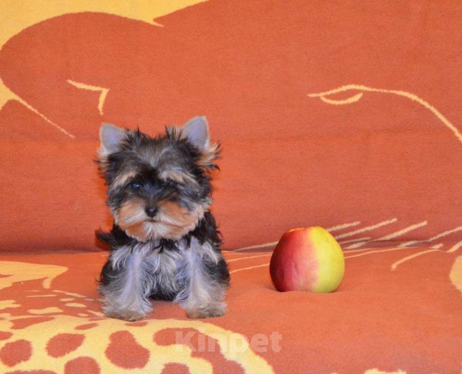 Собаки в Москве: Йоркширский терьер-маленькое чудо в доме Мальчик, 20 000 руб. - фото 4