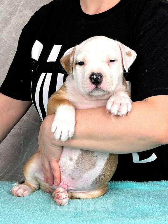 Собаки в Краснодаре: Американский стаффордширский терьер щенок  Мальчик, 80 000 руб. - фото 3