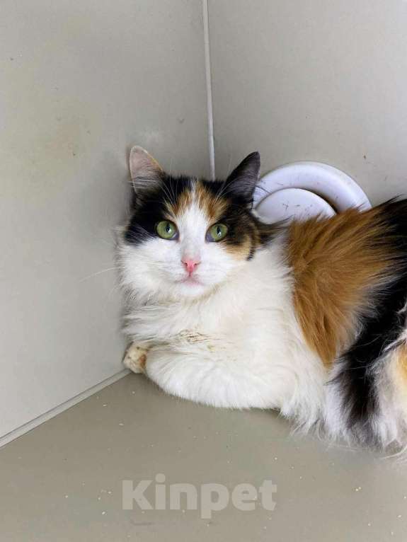 Кошки в Москве: Робкая Кассандра Девочка, Бесплатно - фото 6