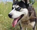 Собаки в Самаре: Михась ищет дом, Бесплатно - фото 8