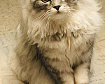Кошки в Касимове: Вязка, 1 500 руб. - фото 9