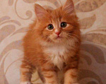 Кошки в Ливны: Рыжие Сибирские котята, 9 500 руб. - фото 2