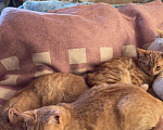 Кошки в Красноуральске: Котята, 200 руб. - фото 4