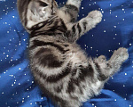 Кошки в Колпашево: Шотландский фолд 1,5 месяца мальчик Мальчик, 5 000 руб. - фото 2