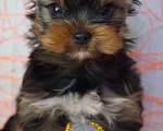 Собаки в Москве: Щенки Йоркширского терьера мини/мелкий стандарт Мальчик, 40 000 руб. - фото 2