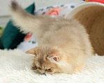 Кошки в Владивостоке: Британский котёнок в шикарной шубке Мальчик, 120 000 руб. - фото 4