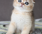 Кошки в Нижнем Новгороде: Шотландские вислоухие котята Мальчик, 35 000 руб. - фото 1