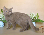 Кошки в Краснодаре: Британский котик к/ш Мальчик, Бесплатно - фото 2