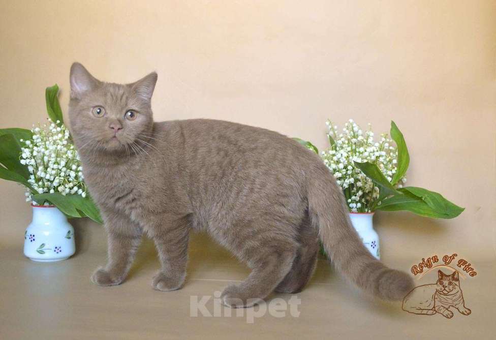 Кошки в Краснодаре: Британский котик к/ш Мальчик, Бесплатно - фото 2