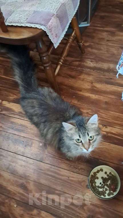 Кошки в Калуге: Котёнок Мальчик, Бесплатно - фото 4