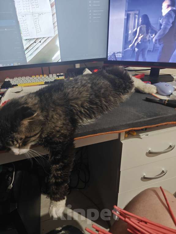 Кошки в Москве: В добрые руки Мальчик, Бесплатно - фото 4