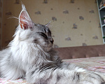 Кошки в Санкт-Петербурге: Девочка черная на серебре Девочка, 30 000 руб. - фото 5