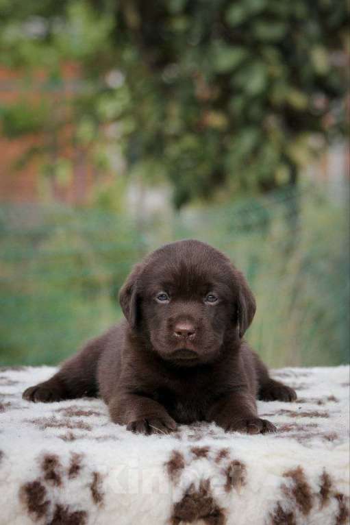 Собаки в Краснодаре: Щенок лабрадора, 45 000 руб. - фото 1
