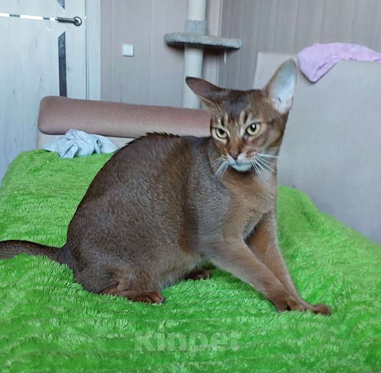 Кошки в Москве: Абиссинская отдам Девочка, Бесплатно - фото 3