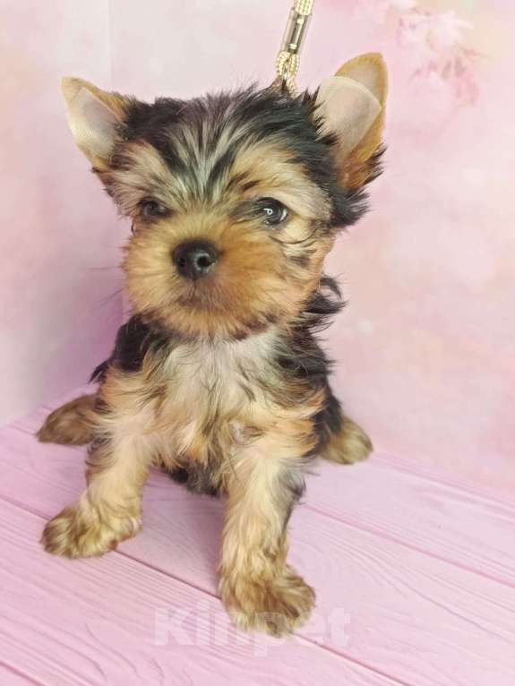 Собаки в других городах Московской области: Лëня Мальчик, 45 000 руб. - фото 4