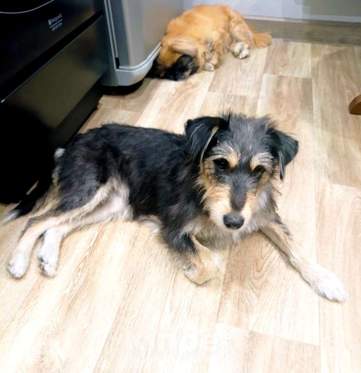 Собаки в Новокузнецке: Маша Фокстерьер охотничий ряд ищет дом ???? Девочка, Бесплатно - фото 6