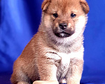 Собаки в Яхроме: Питомник КОВЧЕГ НОМИЛУ, щенки сиба Мальчик, 80 000 руб. - фото 1