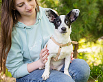Собаки в Волоколамске: Маленькая собачка в добрый руки Девочка, Бесплатно - фото 1