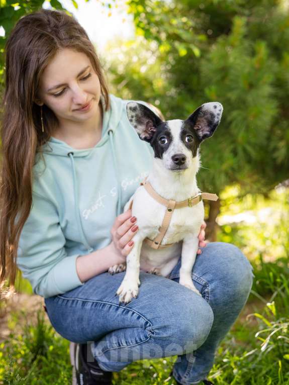 Собаки в Волоколамске: Маленькая собачка в добрый руки Девочка, Бесплатно - фото 1