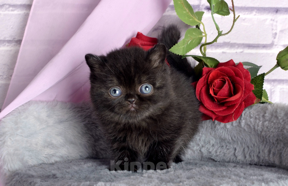 Кошки в Санкт-Петербурге: Британский черный котенок Девочка, 50 000 руб. - фото 1