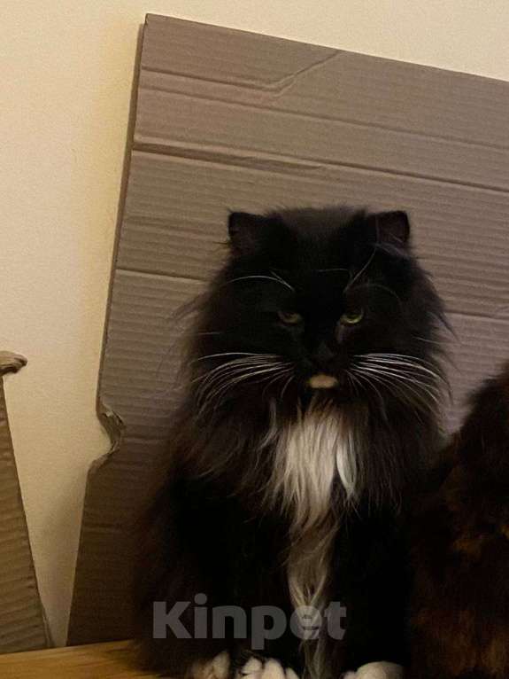 Кошки в Москве: Невероятно ласковый котик Русик ищет себе новых родителей Мальчик, Бесплатно - фото 3