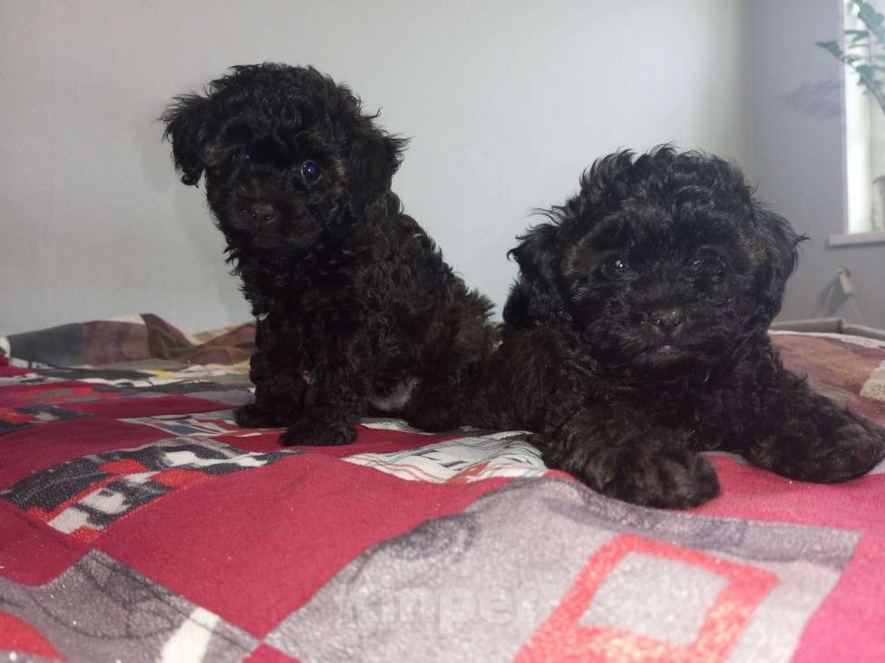 Собаки в других городах Краснодарского края: Той пулель девочка 2 Девочка, 35 000 руб. - фото 1