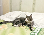 Кошки в Томске: В добрые руки Мальчик, Бесплатно - фото 3