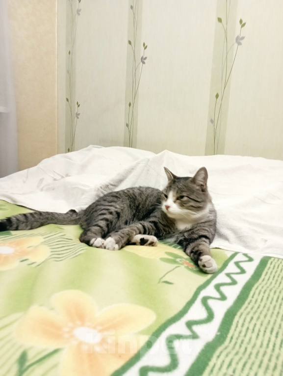 Кошки в Томске: В добрые руки Мальчик, Бесплатно - фото 3