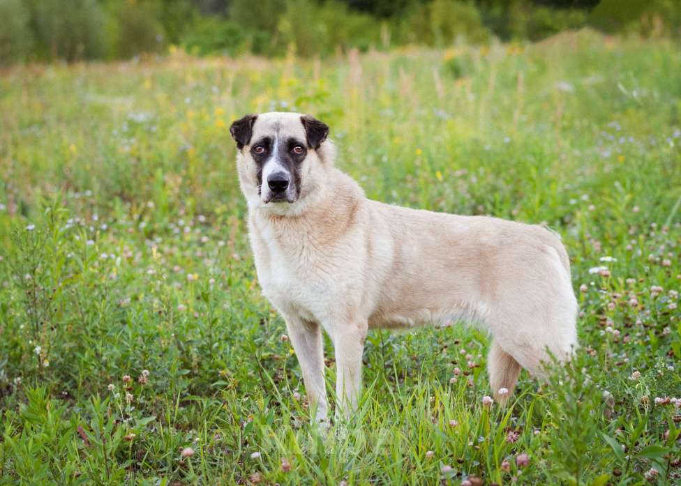 Собаки в Москве: Миролюбивая девочка в добрые руки Девочка, Бесплатно - фото 3