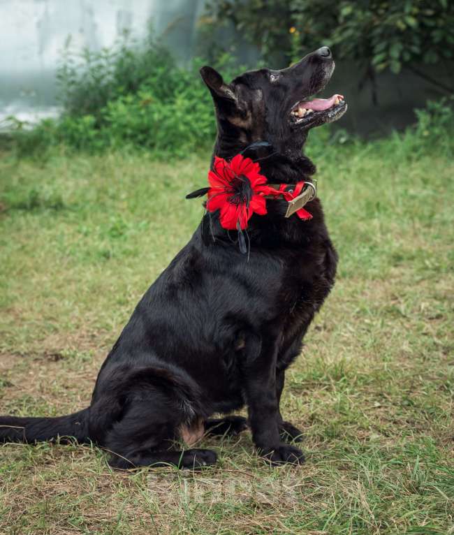 Собаки в Москве: Кьра, собака 7 лет Девочка, Бесплатно - фото 4