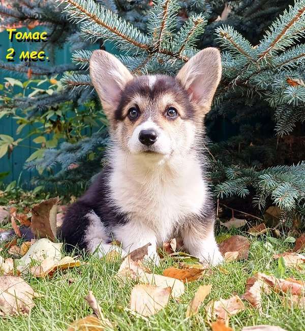 Собаки в Екатеринбурге: Толстопопый милаш Вельш-корги Пемброк Томас Мальчик, 55 000 руб. - фото 7