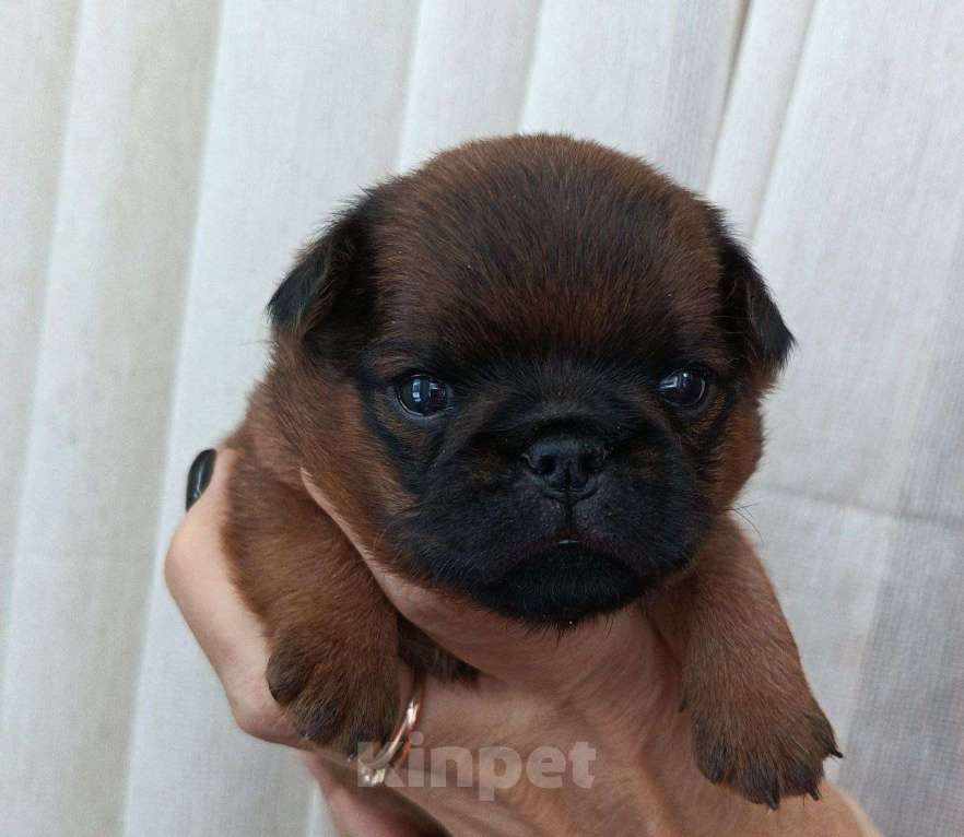 Собаки в Пскове: Щенок пти брабансон Девочка, Бесплатно - фото 2