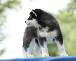 Собаки в Твери: Мальчик Аляскинский маламут  Мальчик, Бесплатно - фото 5