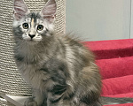 Кошки в Чайковском: Мейн Кун котенок Девочка, Бесплатно - фото 1