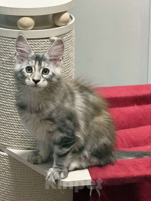 Кошки в Чайковском: Мейн Кун котенок Девочка, Бесплатно - фото 1