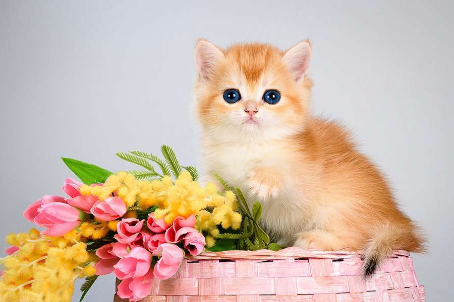 Кошки в Москве: Британские Новогодние котята. Золото шиншиллы. Мальчик, Бесплатно - фото 3