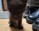 Кошки в Казани: Котёнок в добрые руки  Девочка, Бесплатно - фото 4