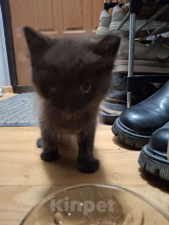 Кошки в Казани: Котёнок в добрые руки  Девочка, Бесплатно - фото 4