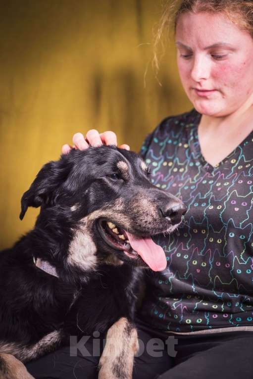 Собаки в Москве: Фунт  Мальчик, 1 руб. - фото 3