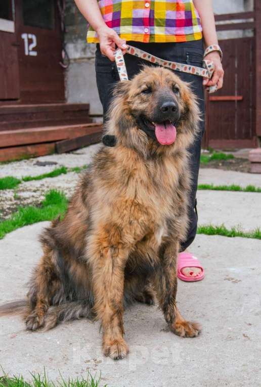 Собаки в Москве: Ласкуша Тигруля в поисках дома и хозяина. Мальчик, Бесплатно - фото 4