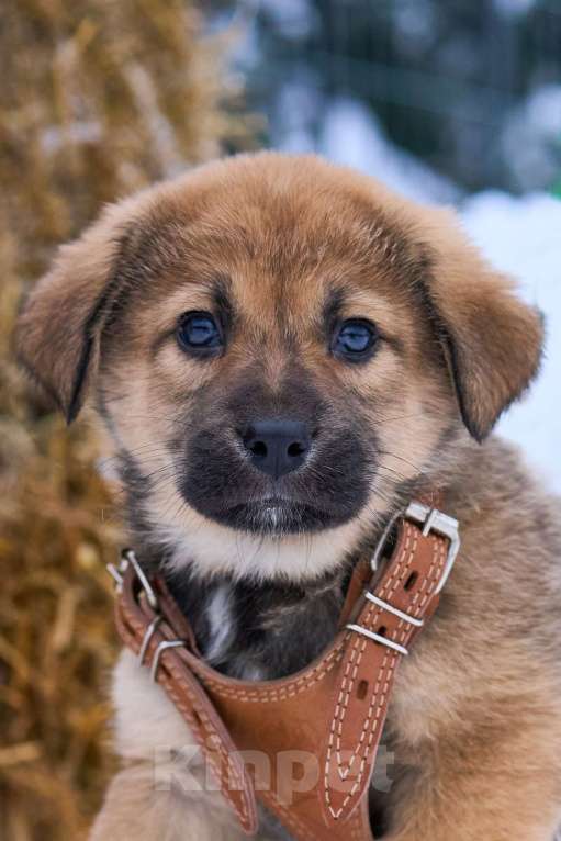 Собаки в Москве: щенок Лева в добрые руки Мальчик, Бесплатно - фото 1