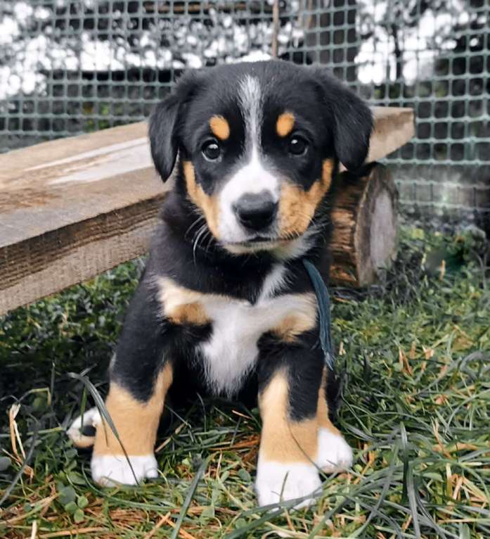 Собаки в Одинцово: Щенки энтлебухера зенненхунда Девочка, 55 000 руб. - фото 5